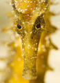   Portrait yellow seahorse. seahorse  